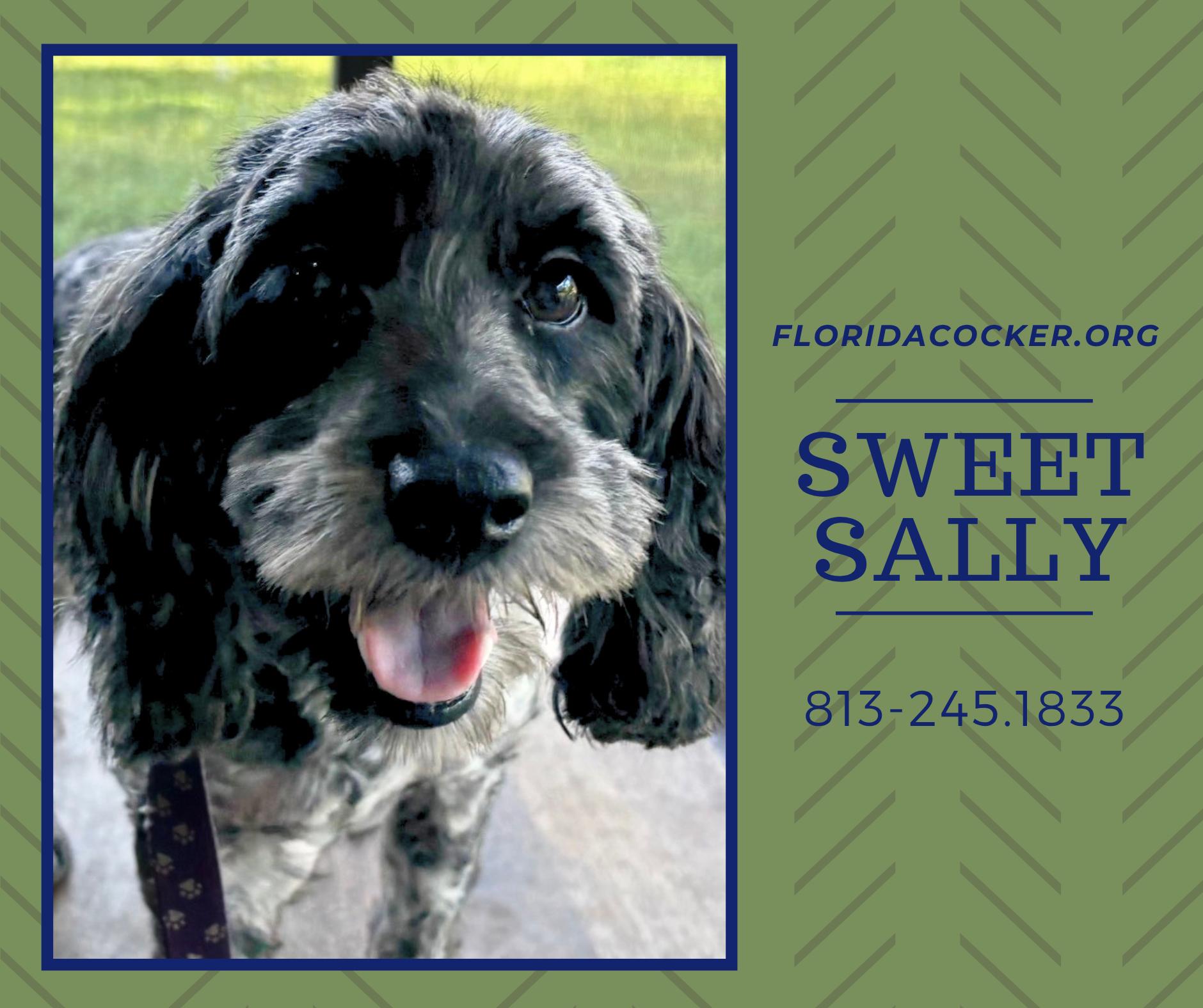 Sweet Sally, Adoptable, Adult Female Cockapoo.
