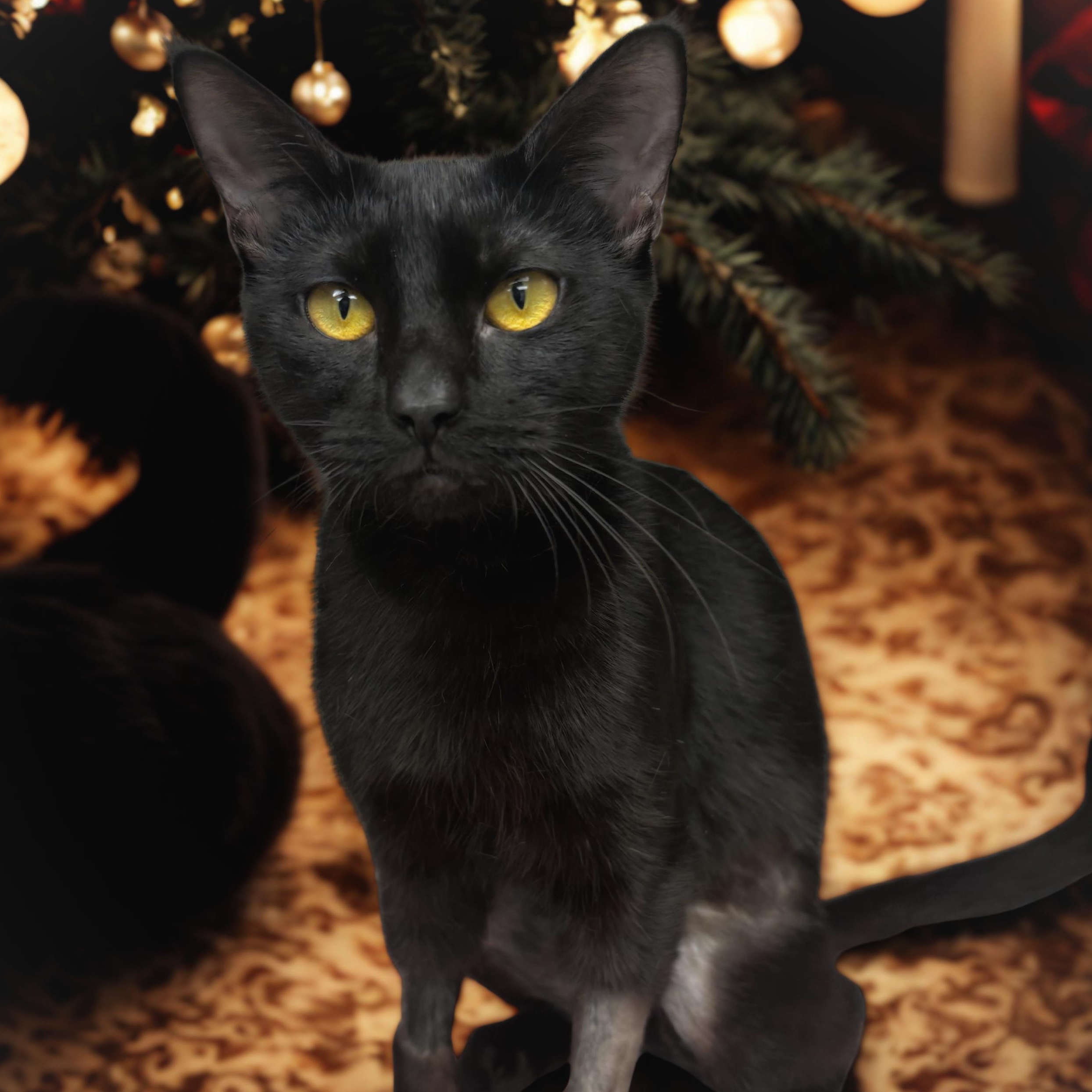 NYX, Adoptable, Young Female Domestic Short Hair.