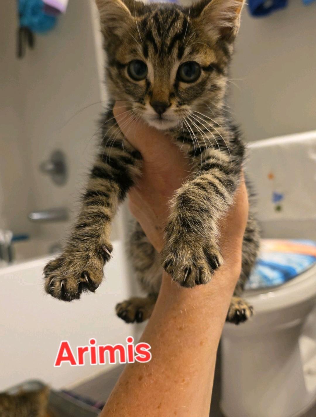 Arimis, Adopted, Kitten Male Domestic Medium Hair.