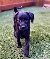 Squeak, Adoptable, Puppy Female Chihuahua.