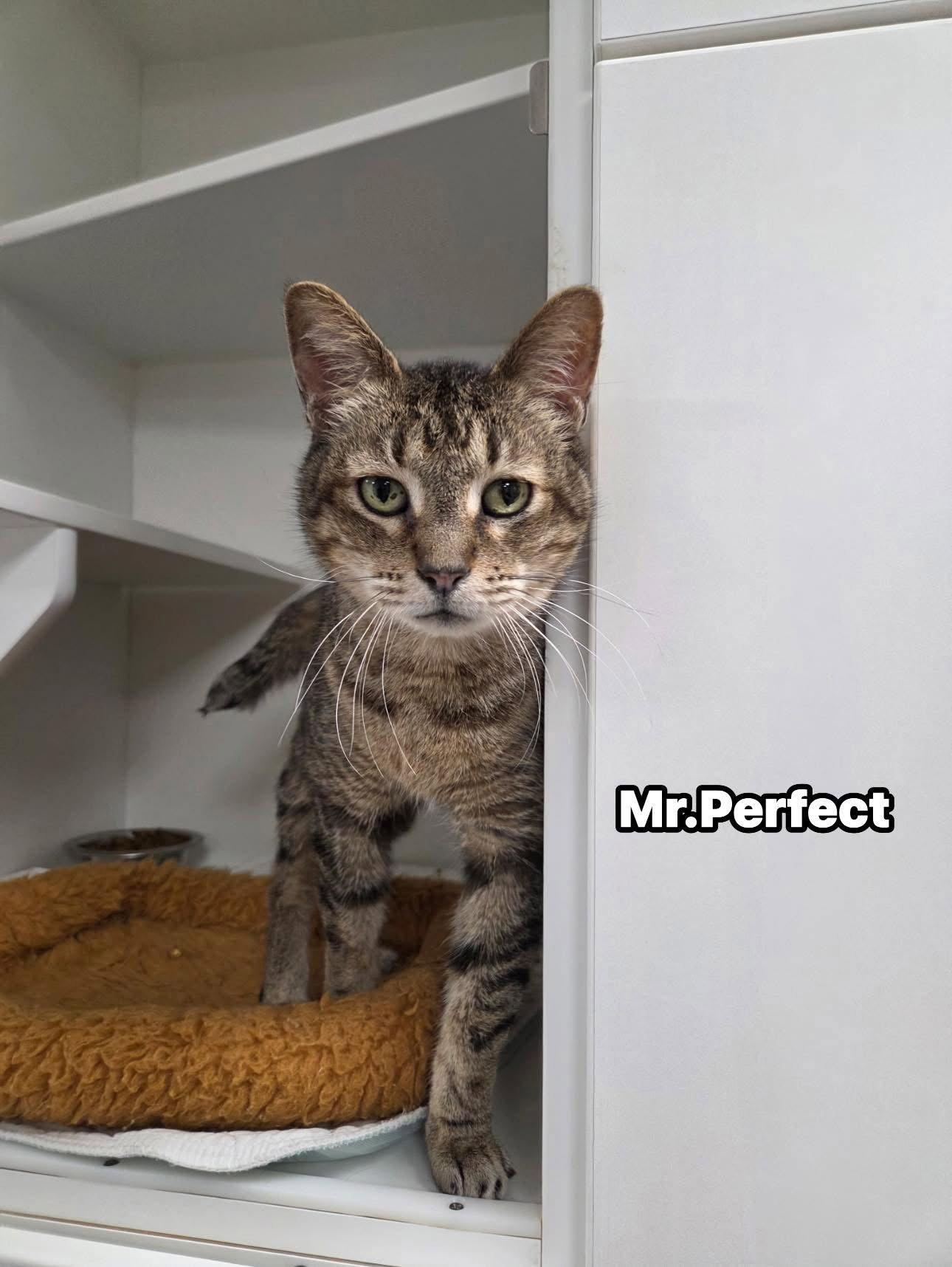 Mr. Perfect, Adoptable, Senior Male Domestic Short Hair.