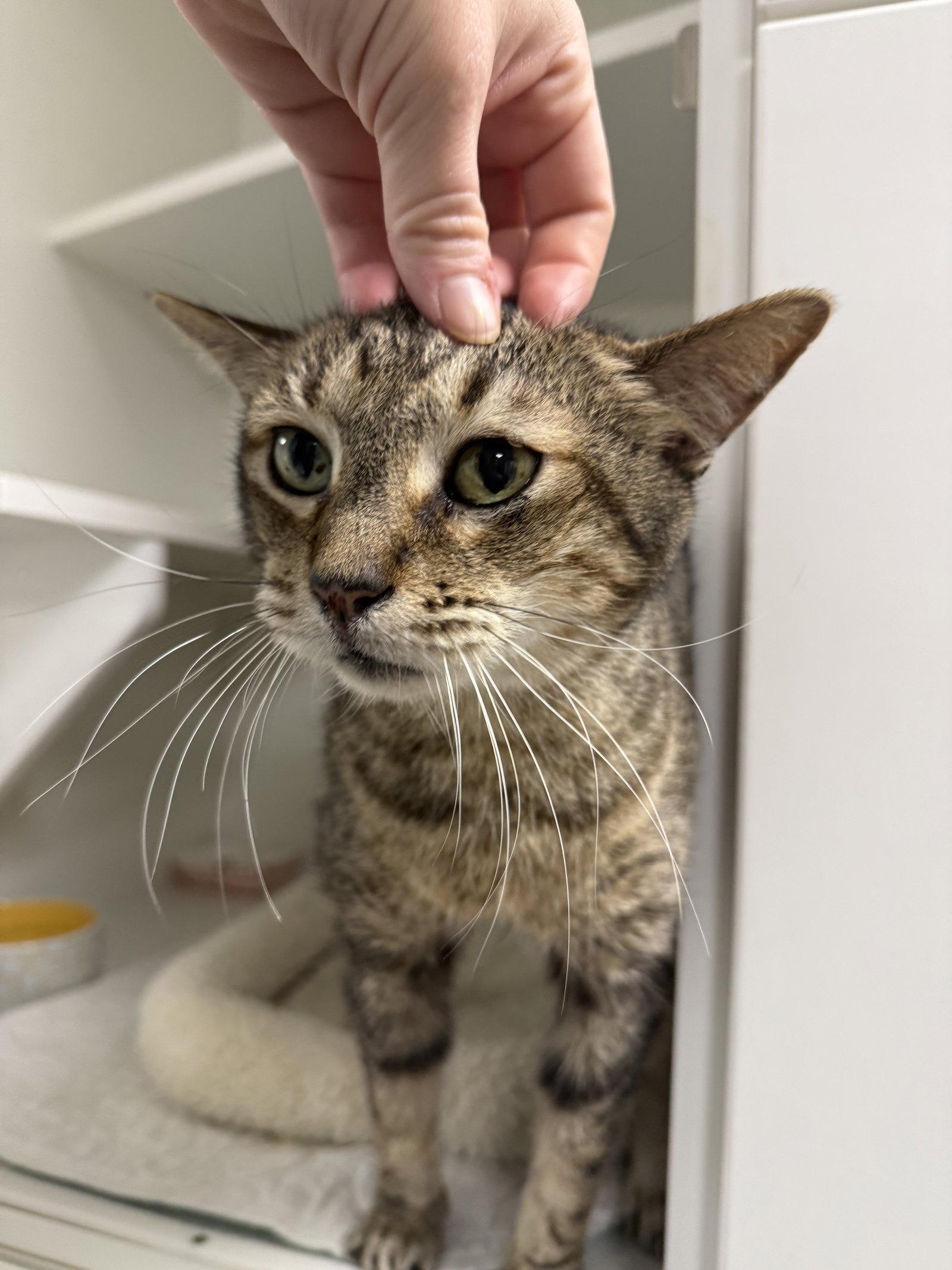 Enlarge Mr. Perfect, a Adoptable Domestic Short Hair in Satellite Beach, FL image 1/1