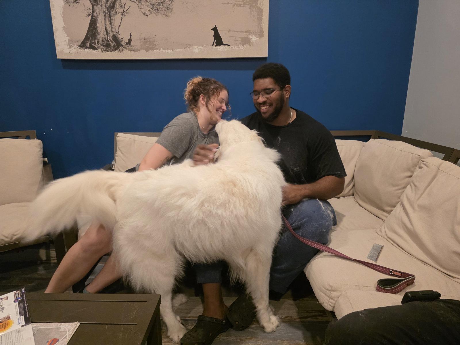 Brock (Rocky at adoption), Adopted, Adult Male Great Pyrenees.