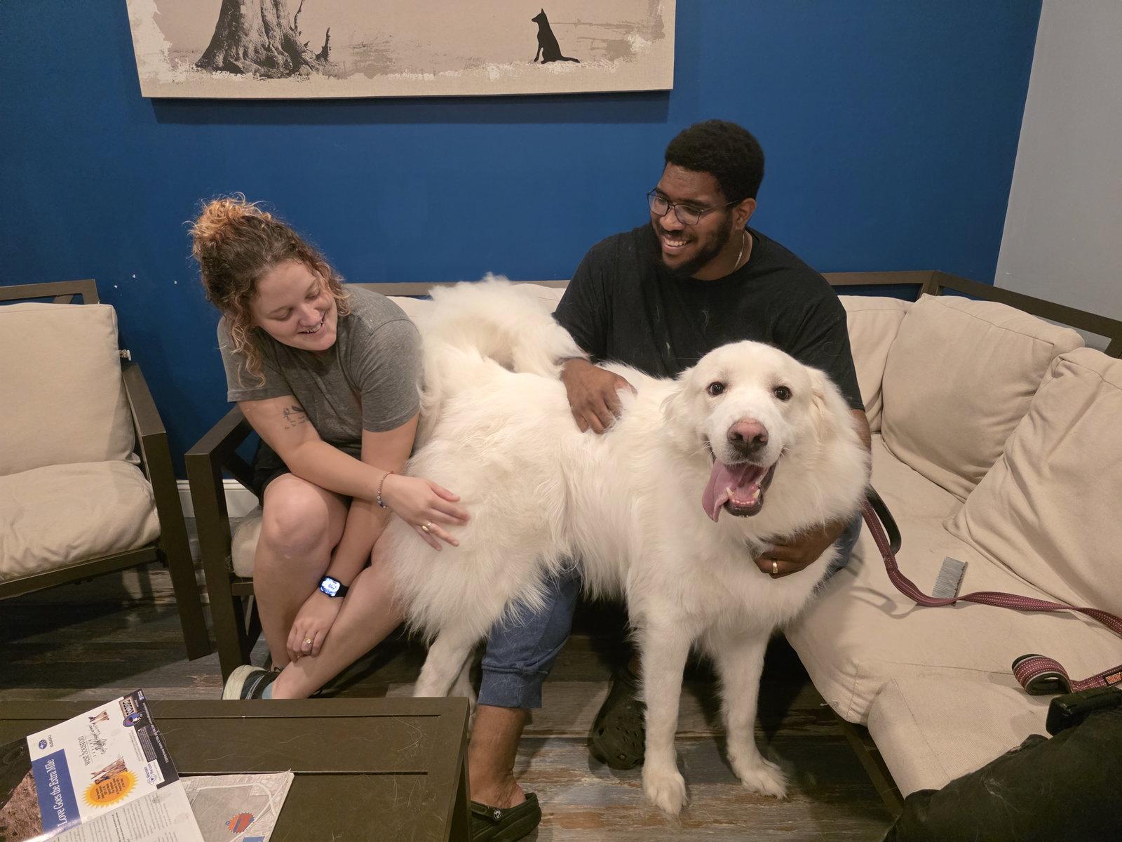 Enlarge Brock (Rocky at adoption), a Adopted Great Pyrenees in Houston, TX image 2/3