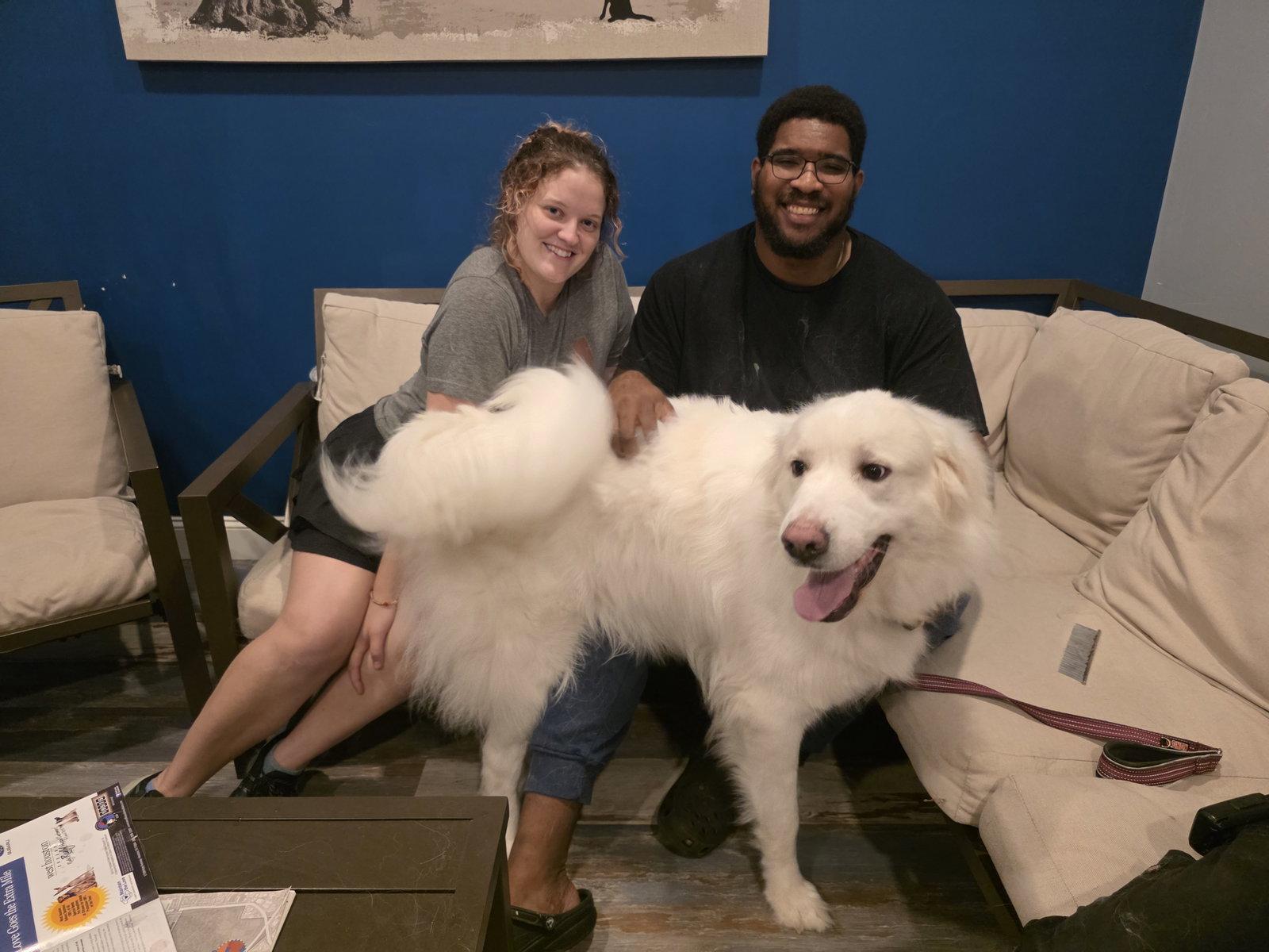 Enlarge Brock (Rocky at adoption), a Adopted Great Pyrenees in Houston, TX image 3/3