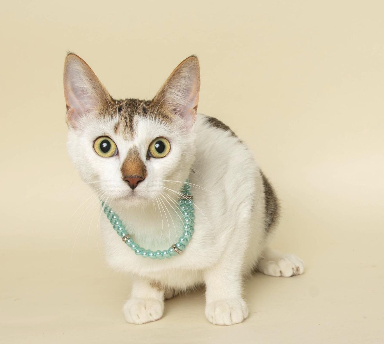 OLIVE, a ADOPTABLE Domestic Short Hair in Wyandotte, MI image 1/4