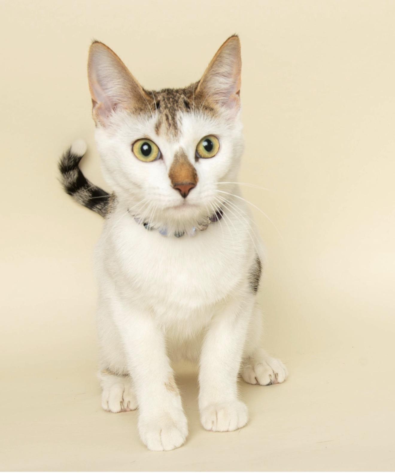 OLIVE, a ADOPTABLE Domestic Short Hair in Wyandotte, MI image 3/4