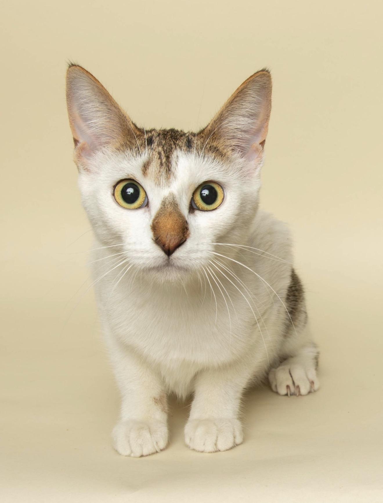 OLIVE, a ADOPTABLE Domestic Short Hair in Wyandotte, MI image 2/4