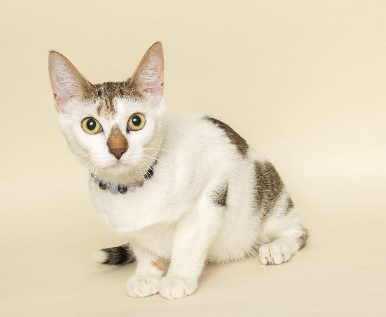 OLIVE, a ADOPTABLE Domestic Short Hair in Wyandotte, MI image 4/4