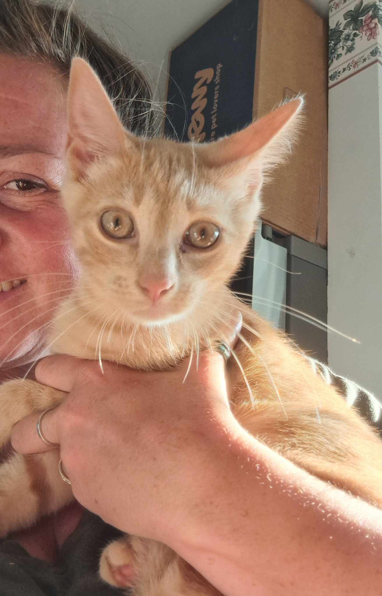 Cat for adoption Cori, a Domestic Short Hair in Fair Haven, VT