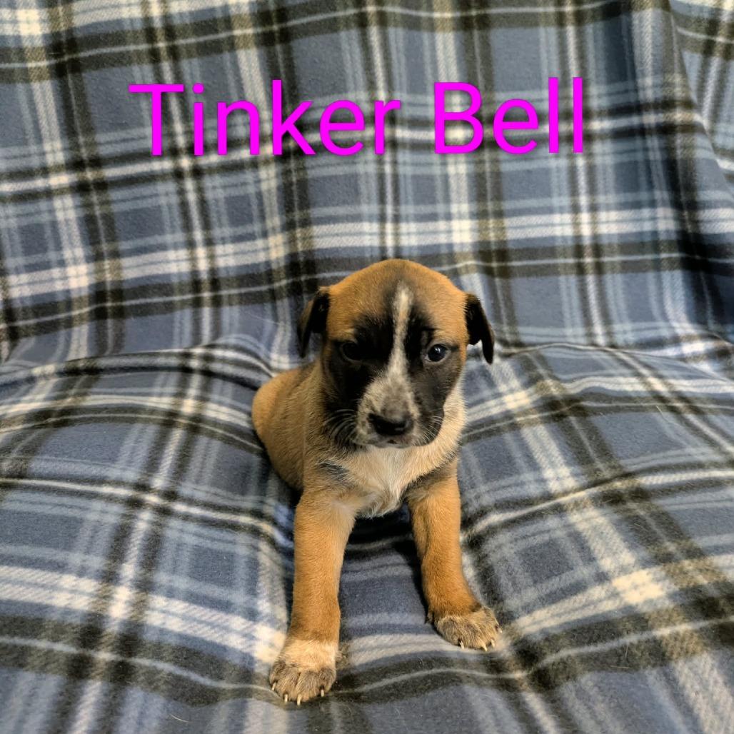 Enlarge Tinker Bell, a Adoptable Cattle Dog in Hope Mills, NC image 1/1