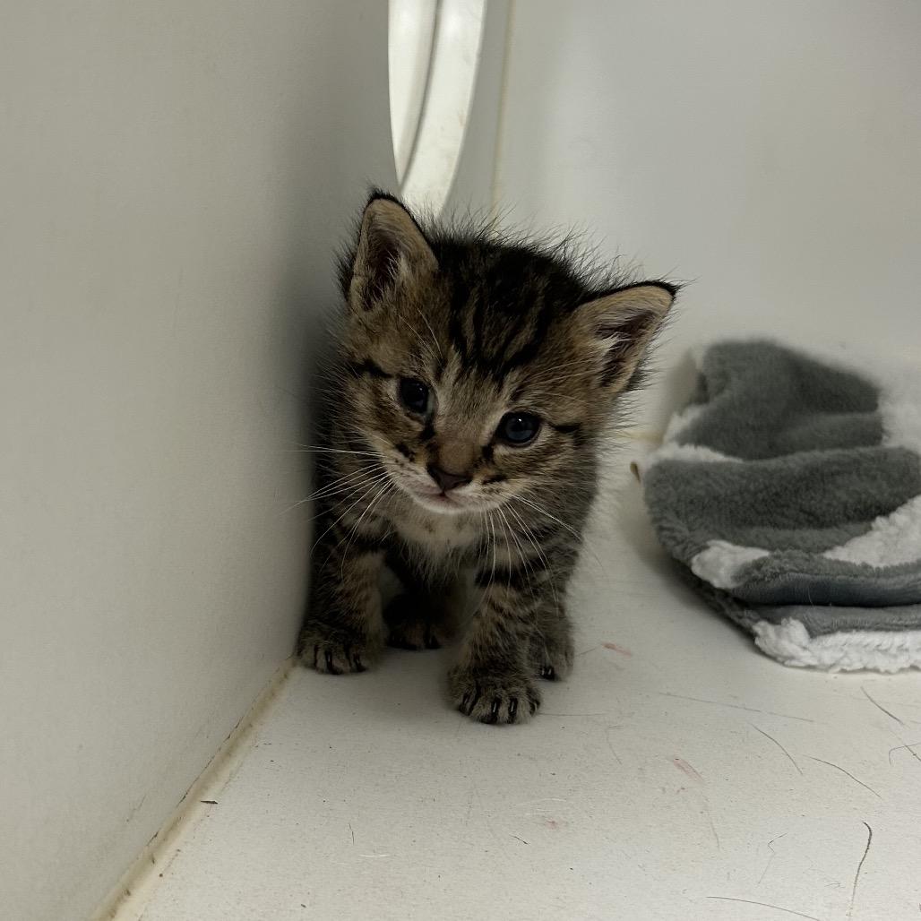 Whiskers, Adoptable, Kitten Female American Shorthair.