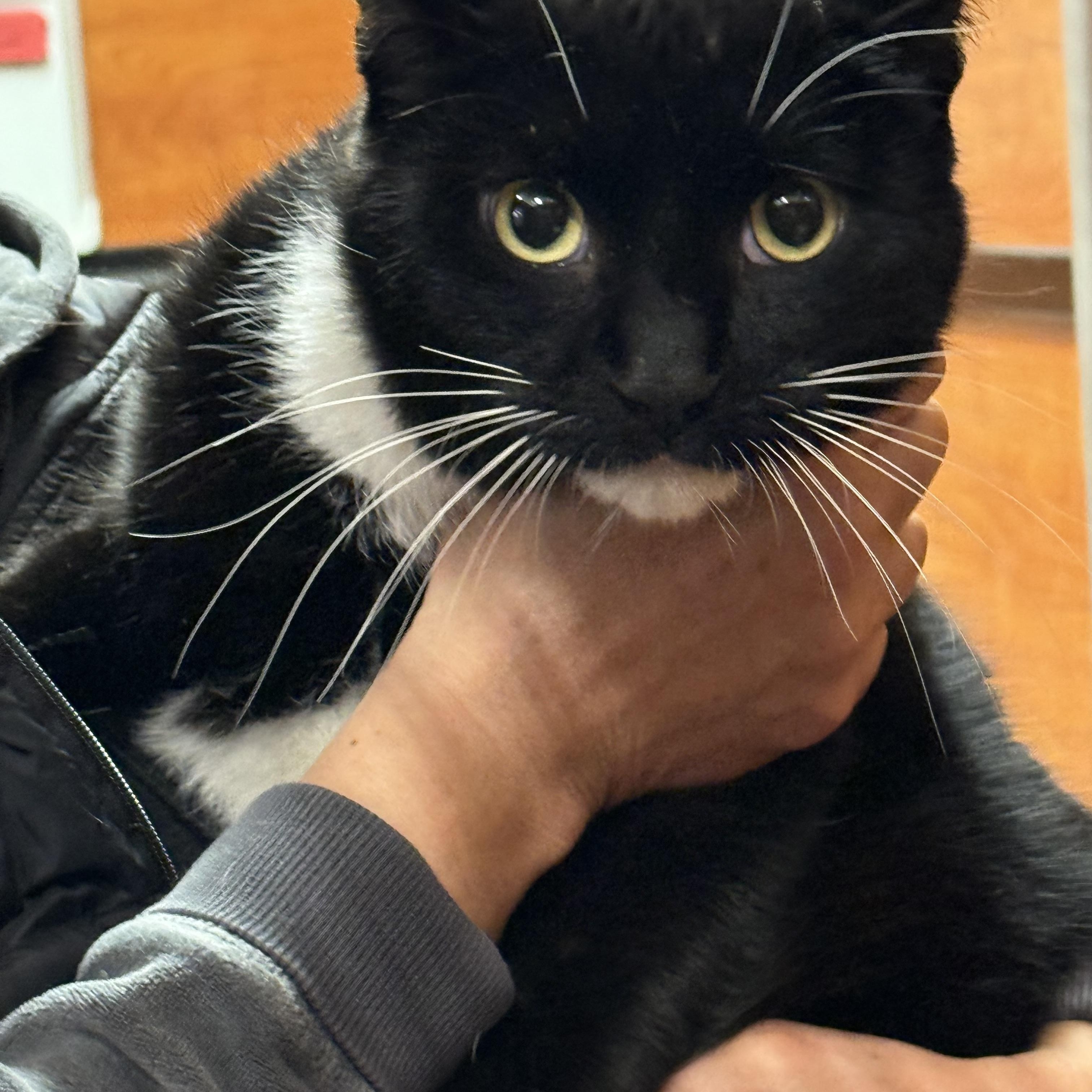 Enlarge George, a ADOPTABLE Domestic Short Hair in Old Bridge, NJ image 2/3