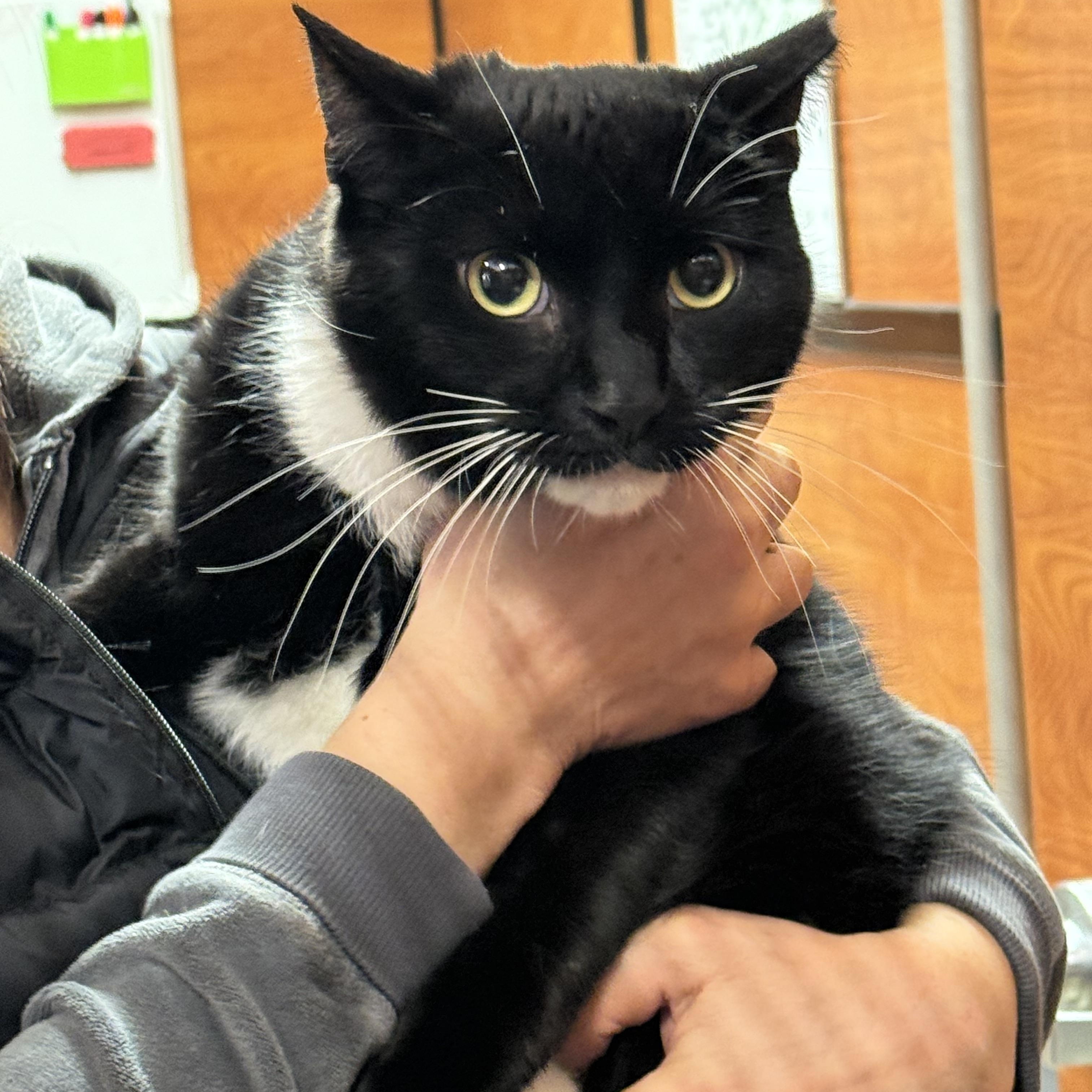 Enlarge George, a ADOPTABLE Domestic Short Hair in Old Bridge, NJ image 1/3