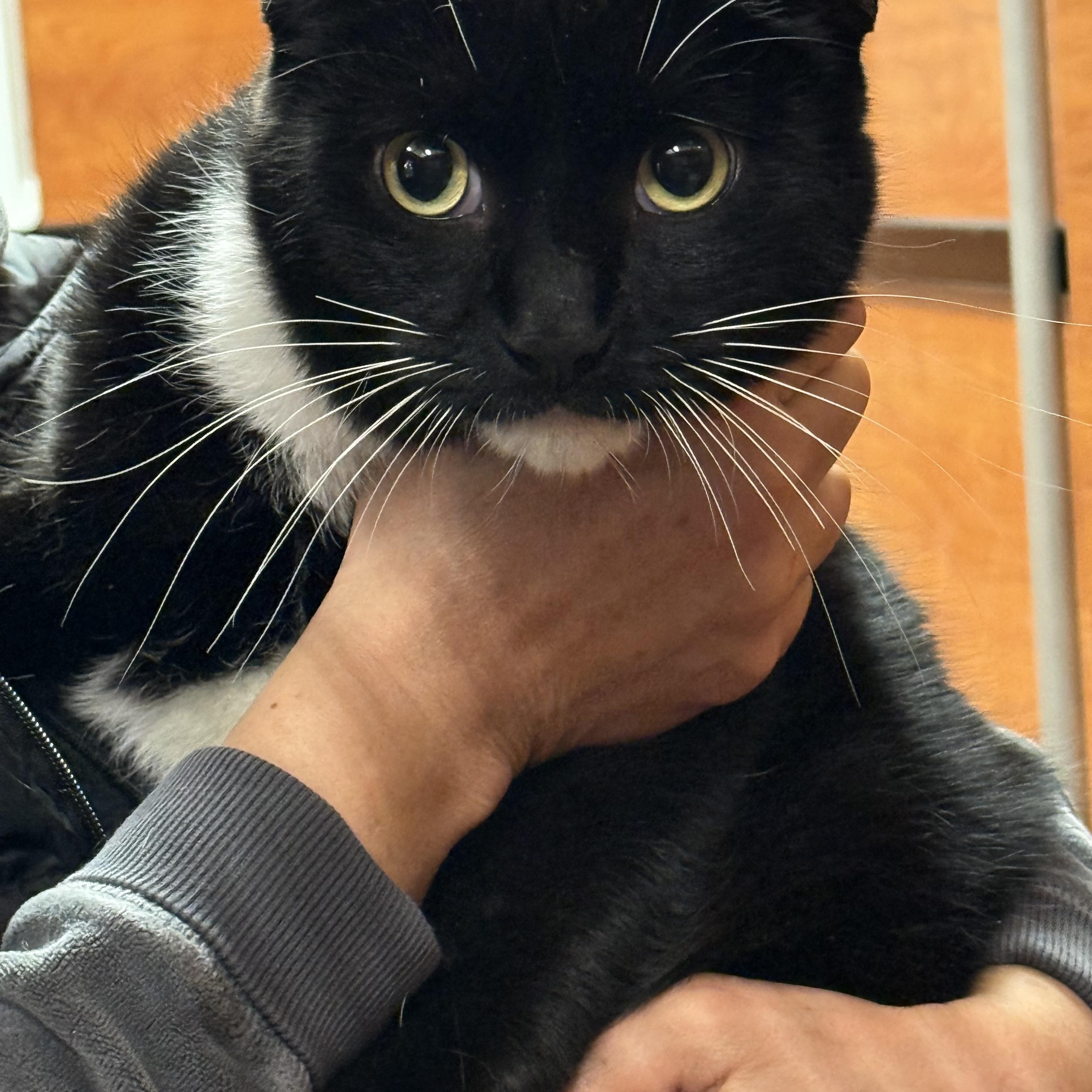 Enlarge George, a ADOPTABLE Domestic Short Hair in Old Bridge, NJ image 3/3