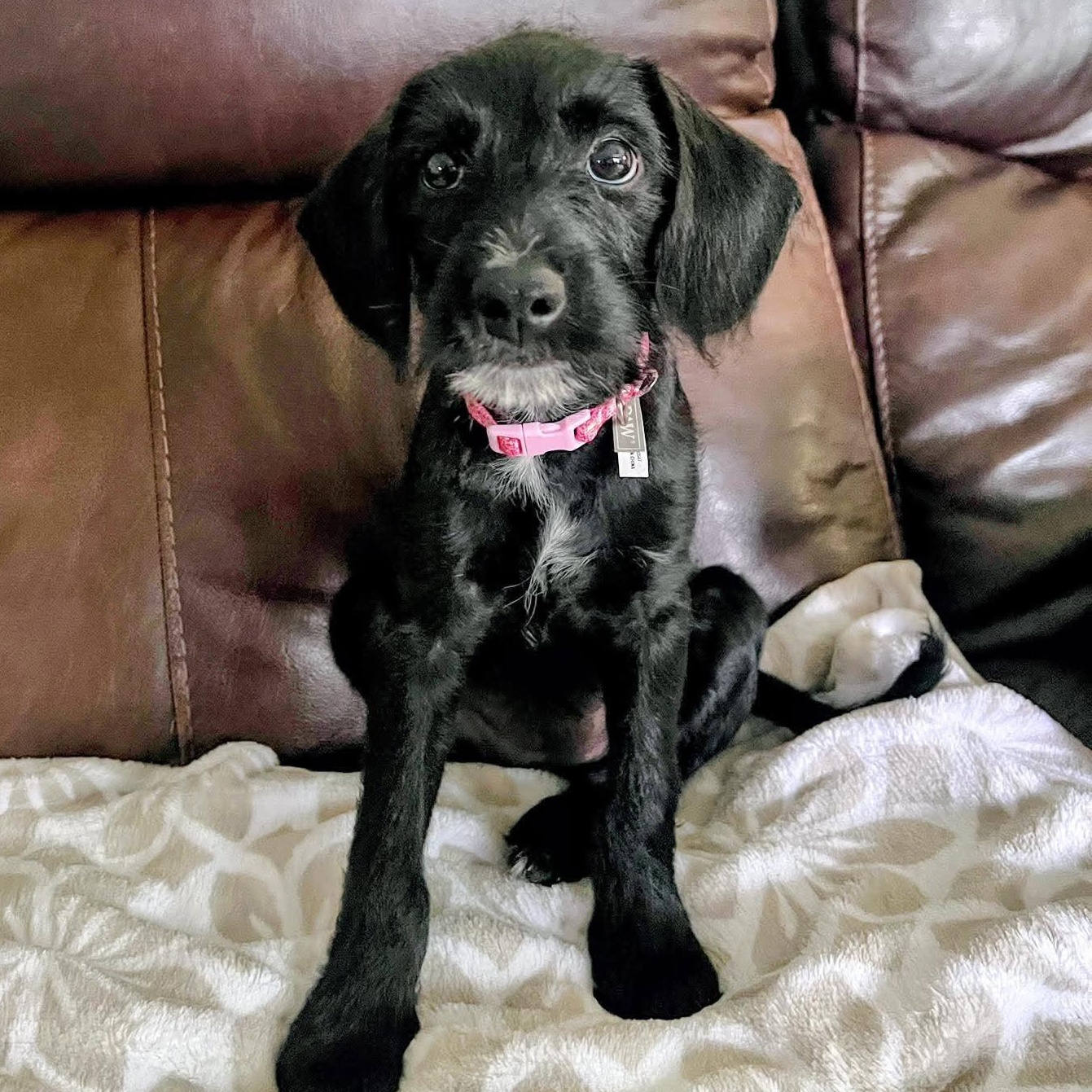 Enlarge Wednesday, an adopted Mixed Breed in Rochester, NY image 2/5