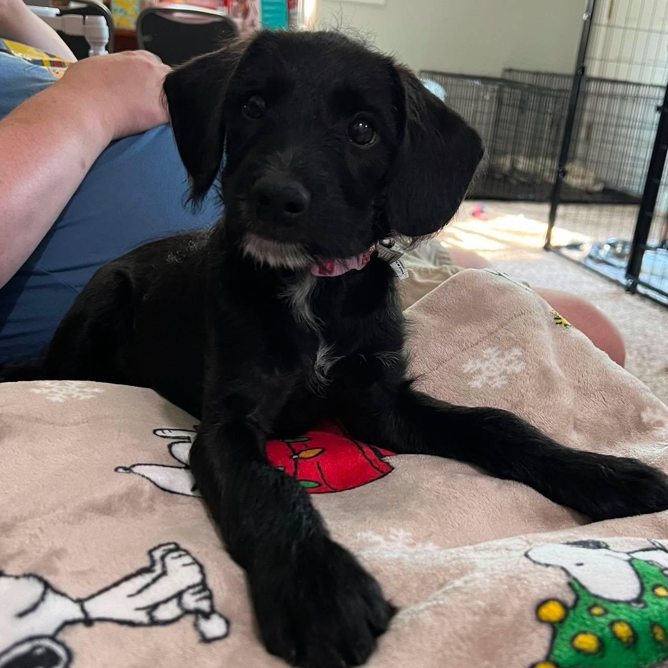 Wednesday, adopted, Puppy Female Mixed Breed.