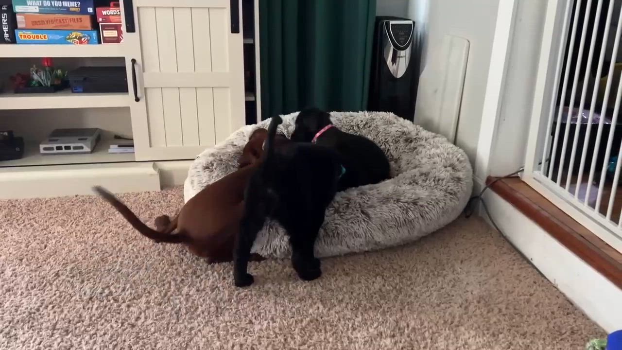 Enlarge Wednesday, an adopted Mixed Breed in Rochester, NY video 5/5