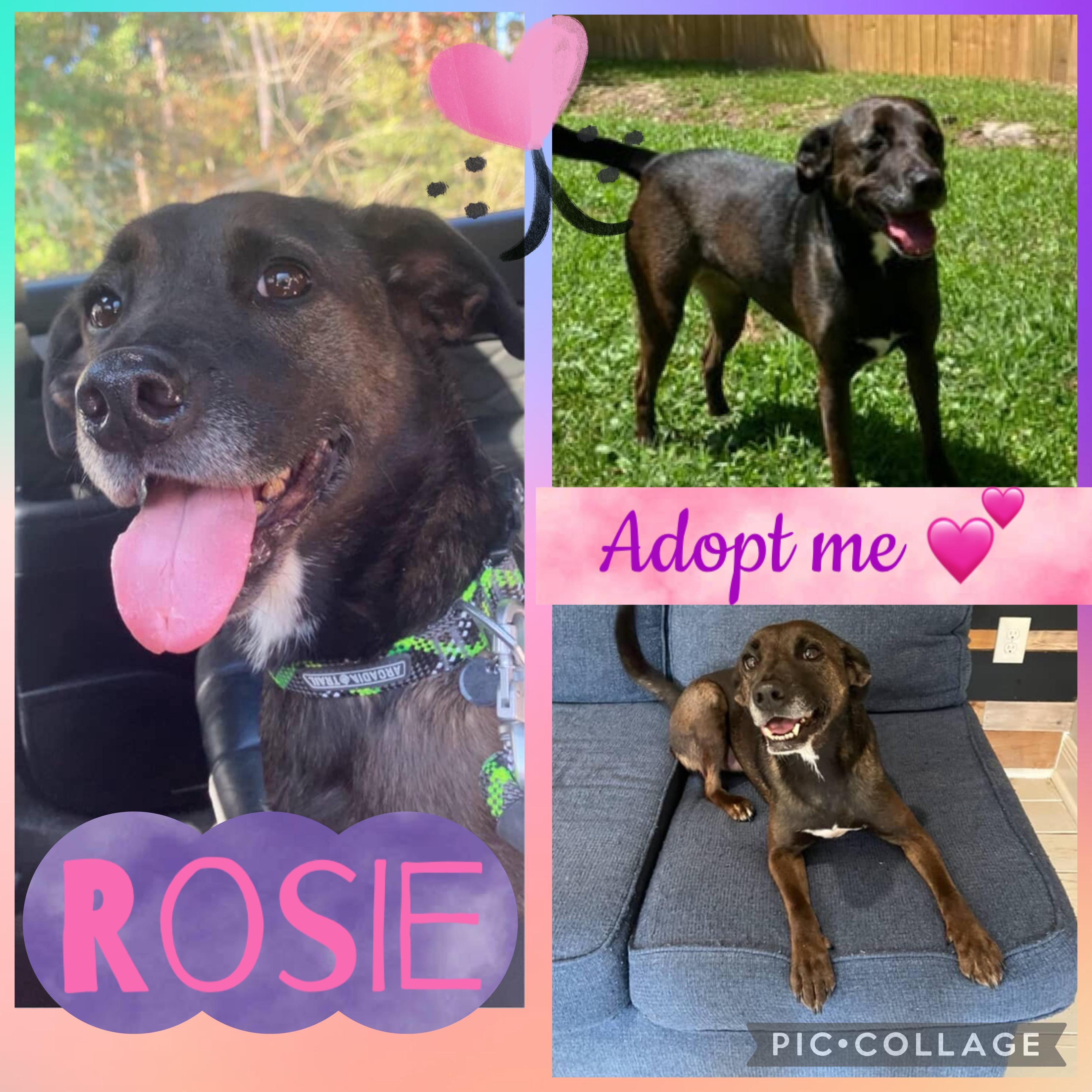 Rosie, adopted, Adult Female Labrador Retriever & Terrier.
