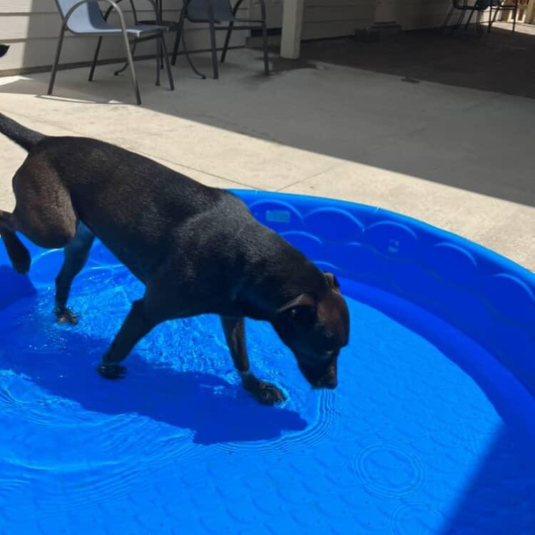 Rosie, an adopted mixed breed in Mandeville, LA image 5/5