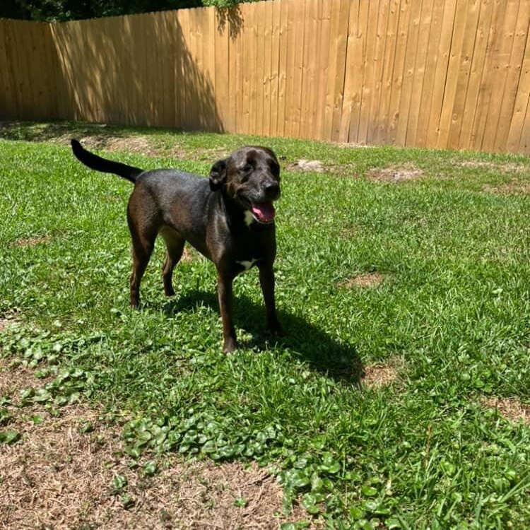 Rosie, an adopted mixed breed in Mandeville, LA image 3/5