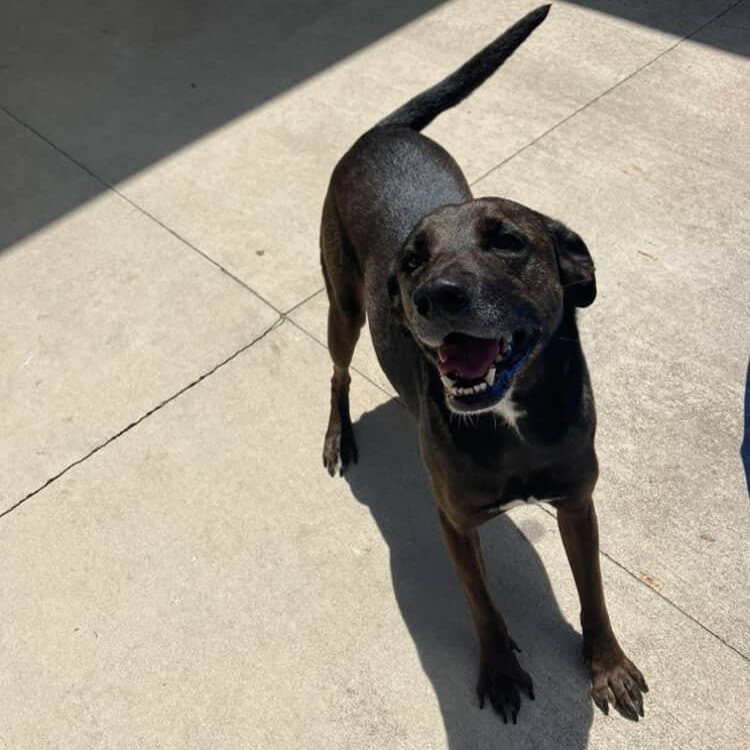 Rosie, an adopted mixed breed in Mandeville, LA image 4/5