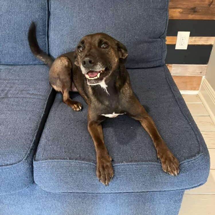Rosie, an adopted mixed breed in Mandeville, LA image 2/5
