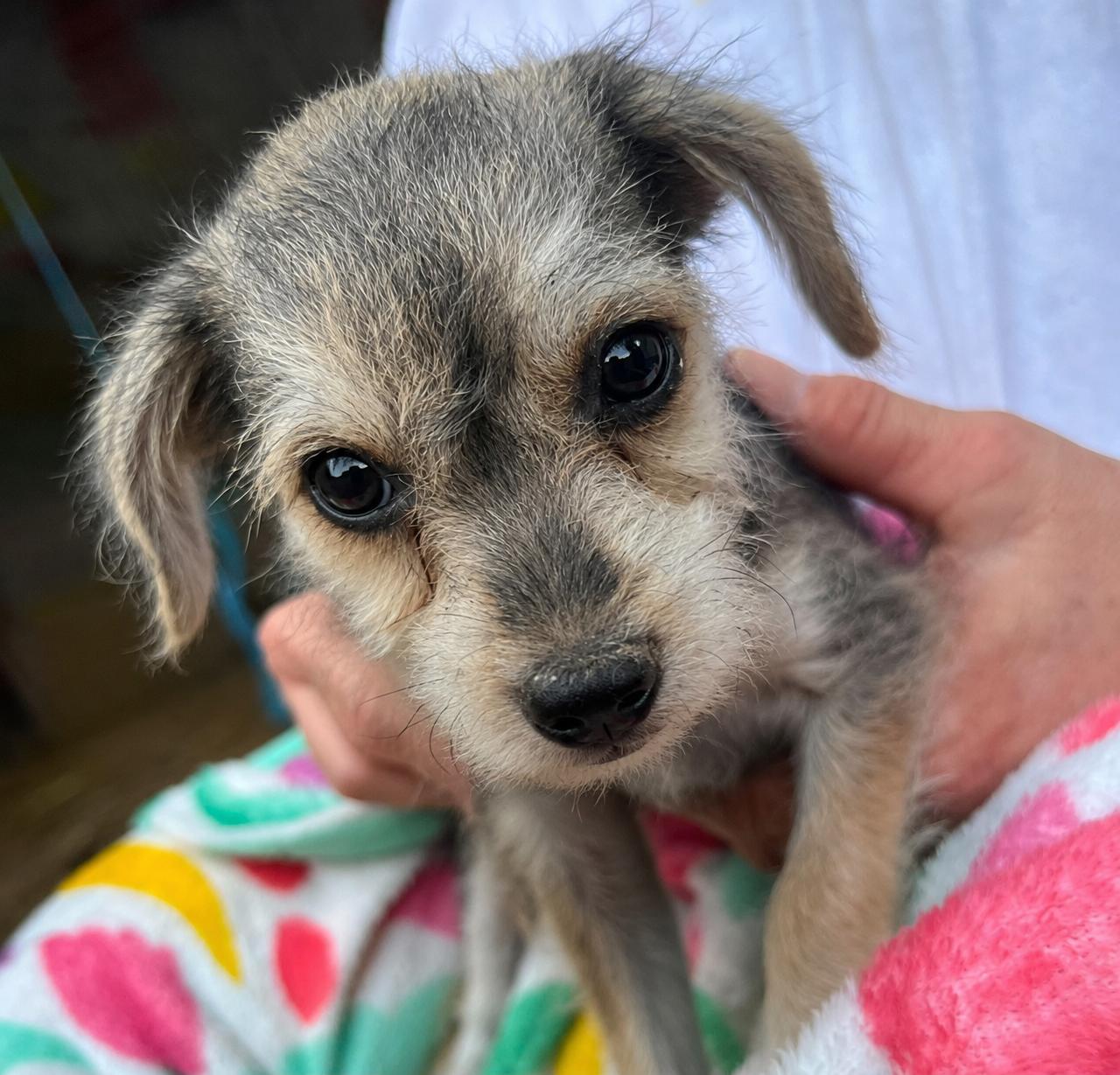 Snow White, adopted, Young Female Chihuahua & Miniature Schnauzer.