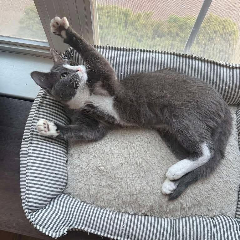 Sous Chef, Young Female Domestic Short Hair