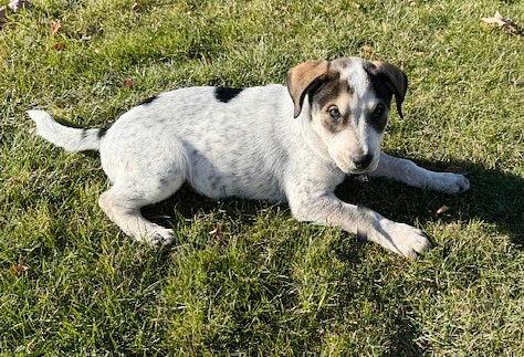 **RUSTY**, a Adoptable mixed breed in North Prairie, WI image 2/3