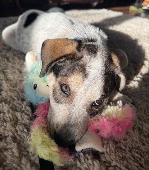 **RUSTY**, a Adoptable mixed breed in North Prairie, WI image 3/3