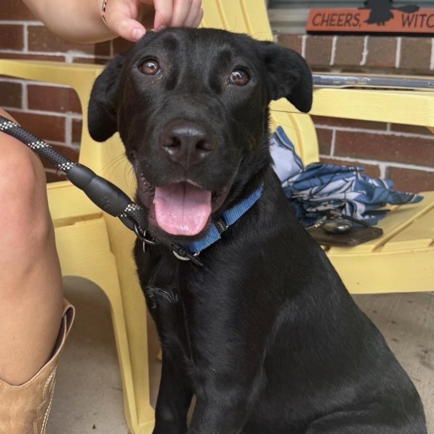 Enlarge Flopsy, a Adoptable Mixed Breed in QUINCY, FL image 1/6