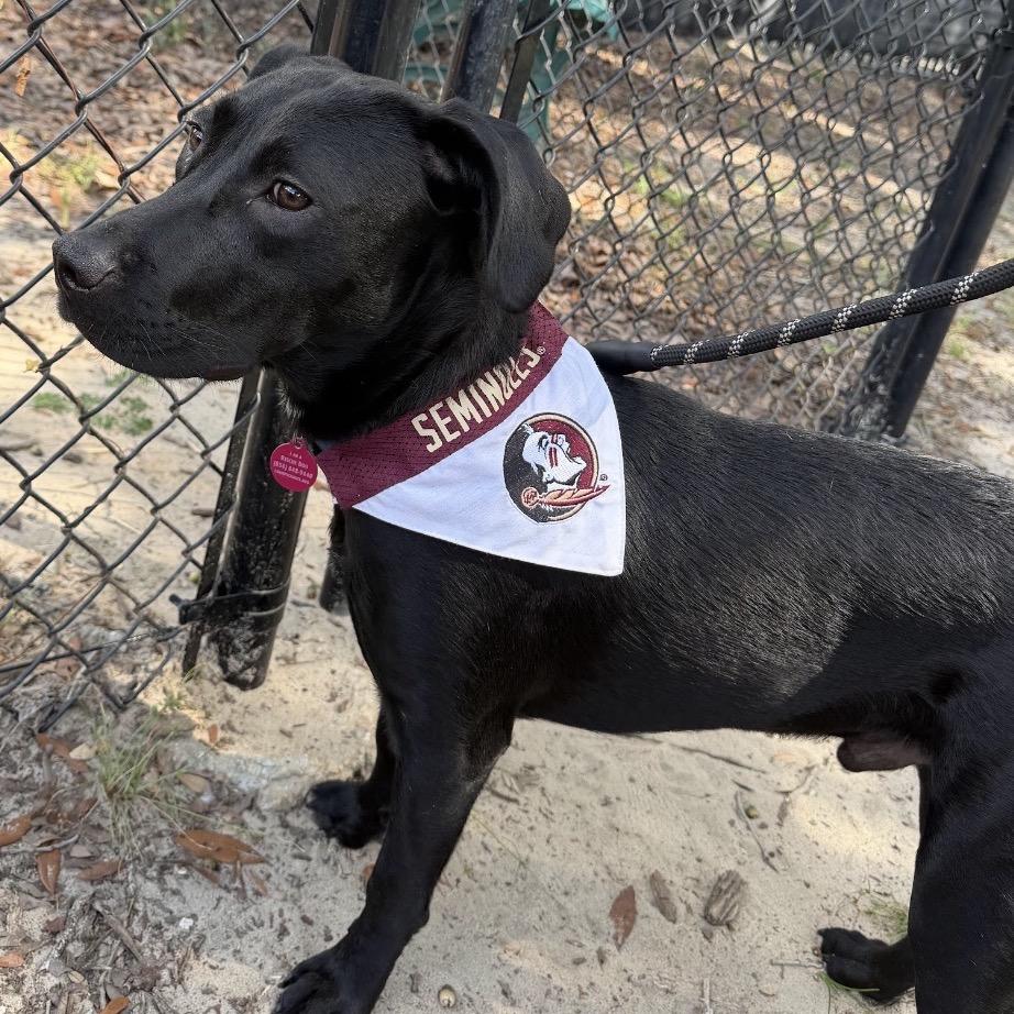 Enlarge Flopsy, a Adoptable Mixed Breed in QUINCY, FL image 2/6