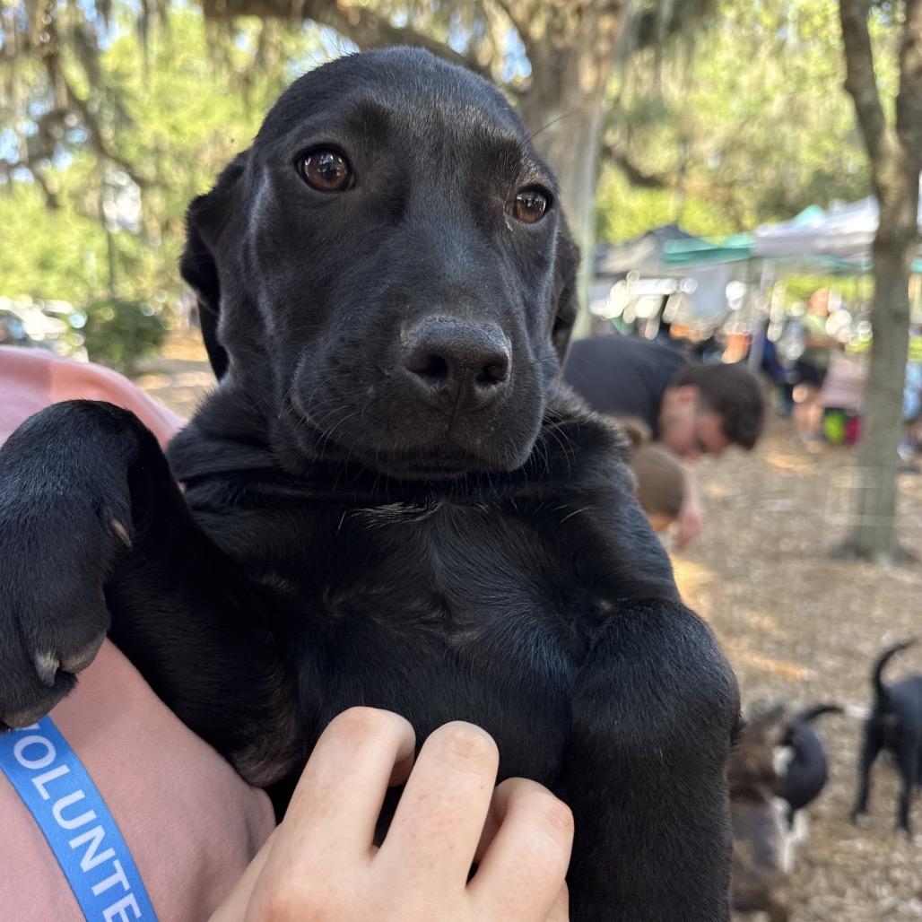 Enlarge Flopsy, a Adoptable Mixed Breed in QUINCY, FL image 4/6