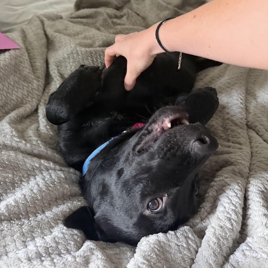 Enlarge Flopsy, a Adoptable Mixed Breed in QUINCY, FL image 5/6