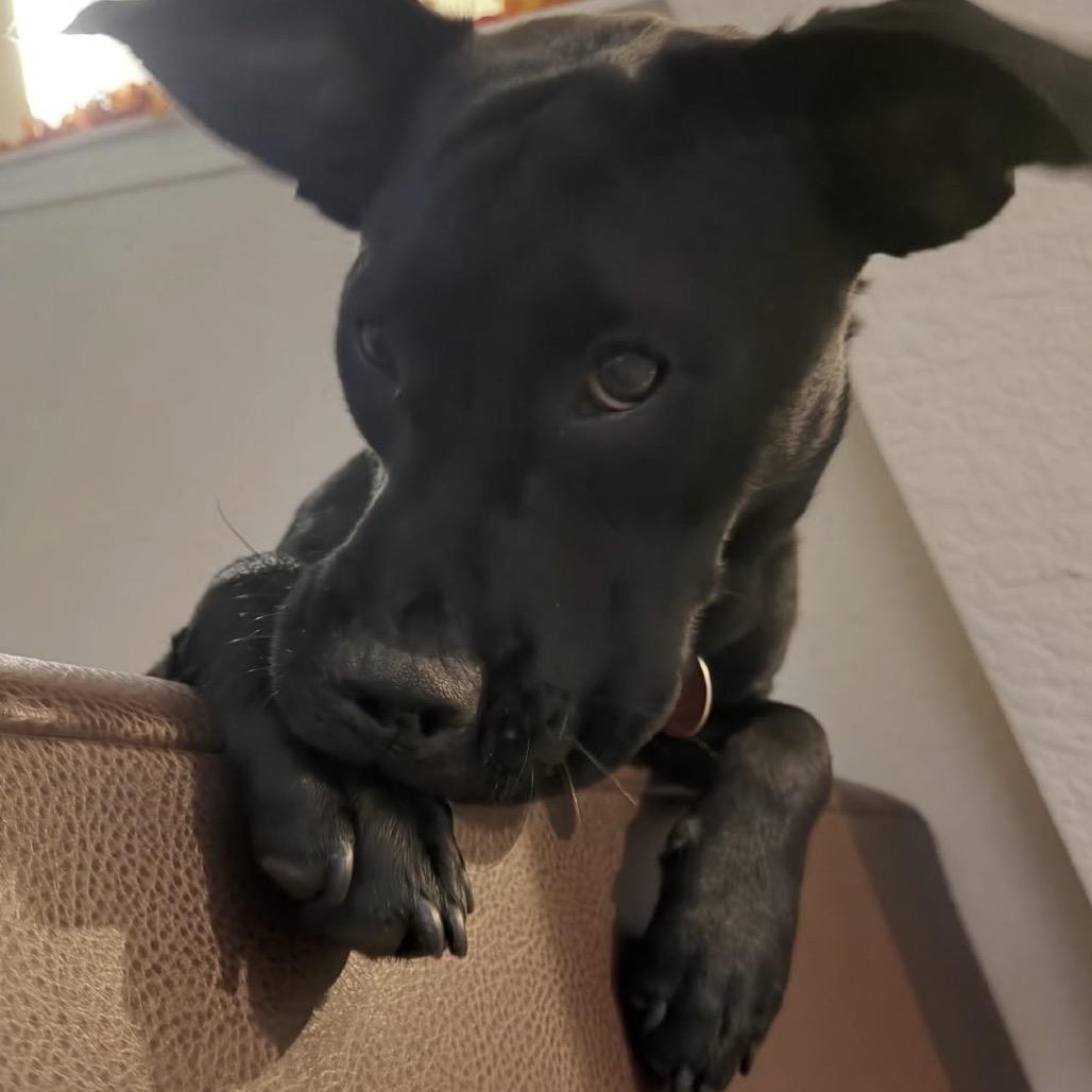Enlarge Flopsy, a Adoptable Mixed Breed in QUINCY, FL image 6/6