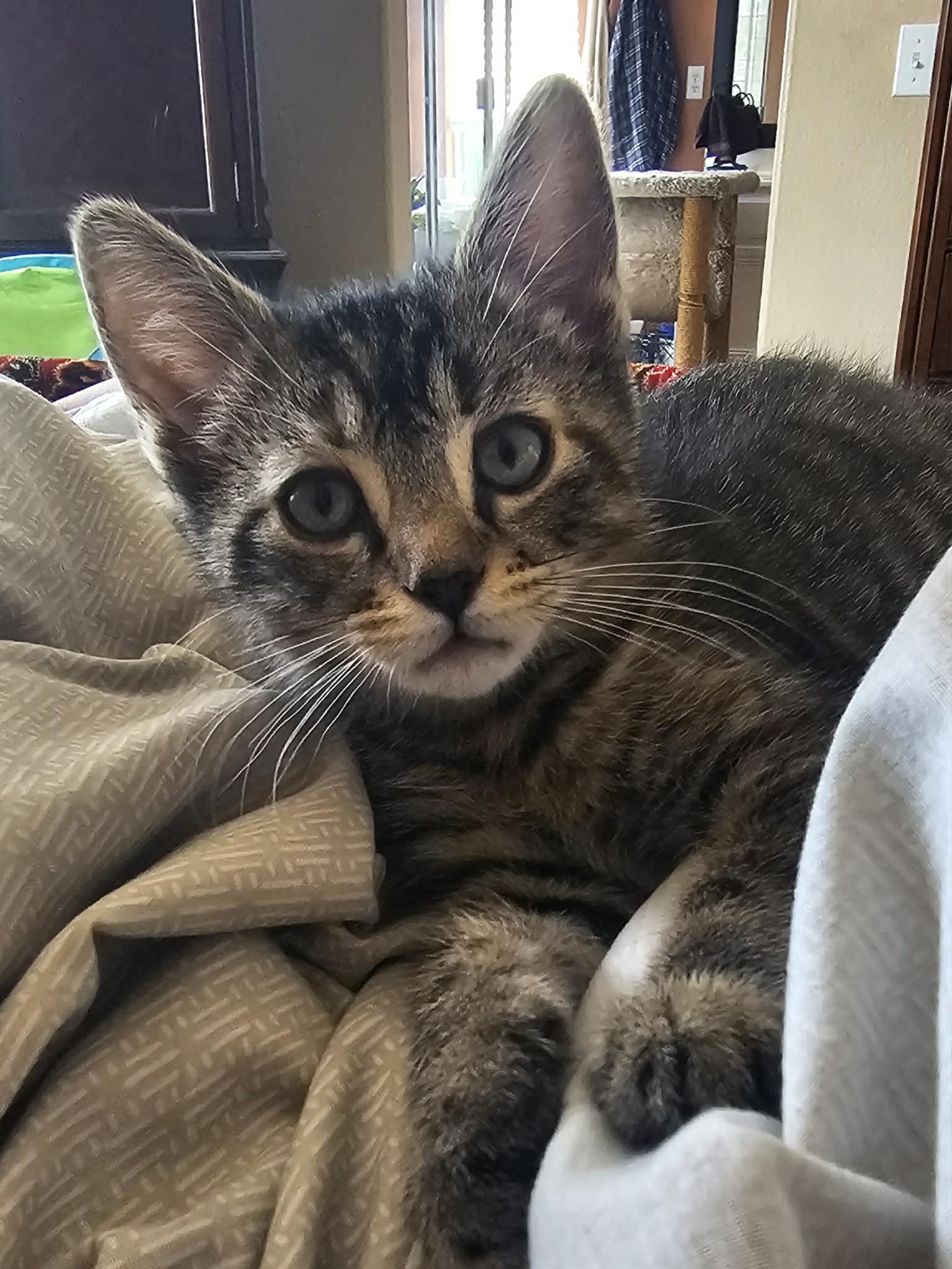 Enlarge Jack and Jill, a ADOPTABLE Domestic Short Hair in Oceanside, CA image 5/5