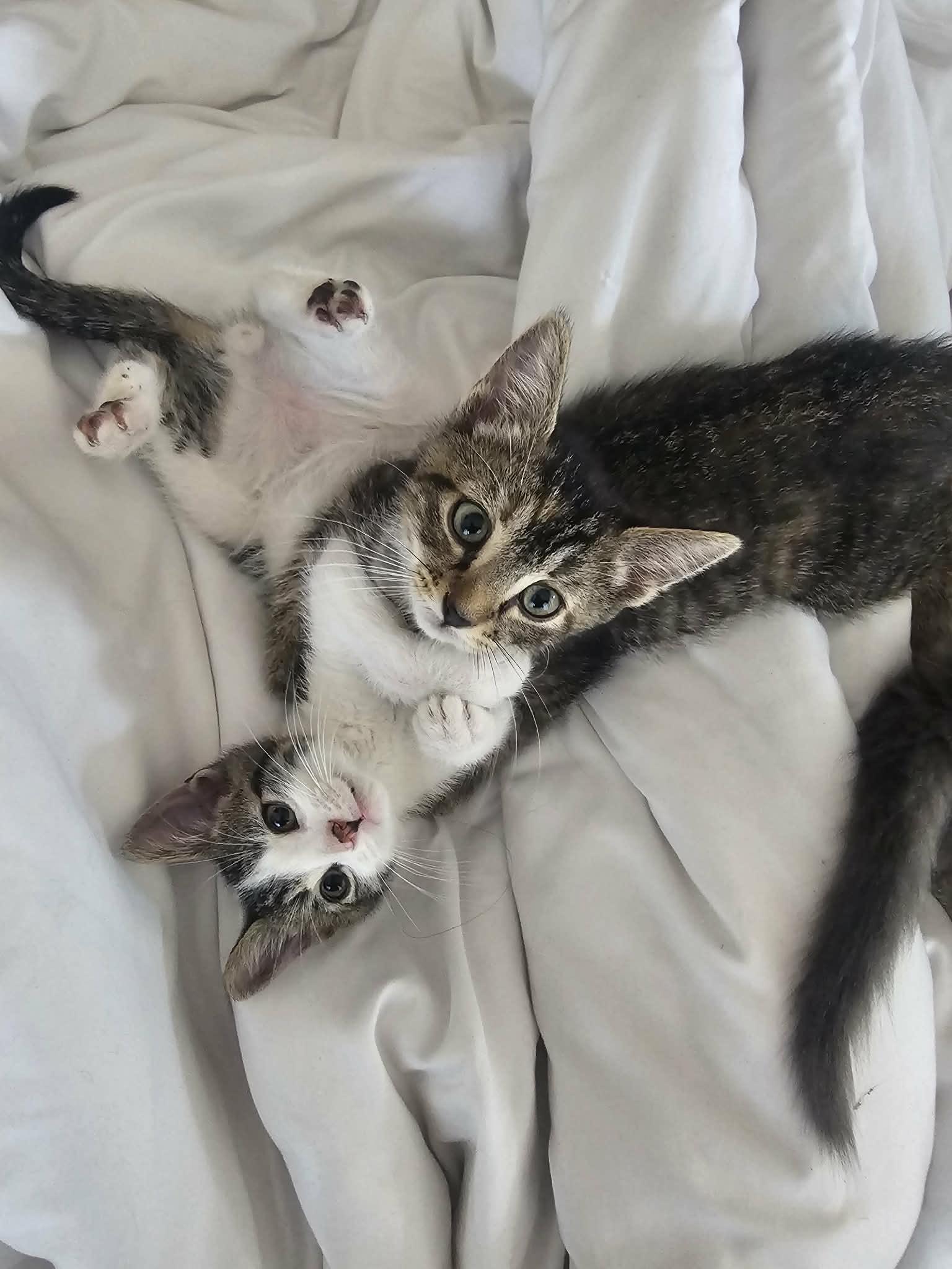 Enlarge Jack and Jill, a ADOPTABLE Domestic Short Hair in Oceanside, CA image 3/5