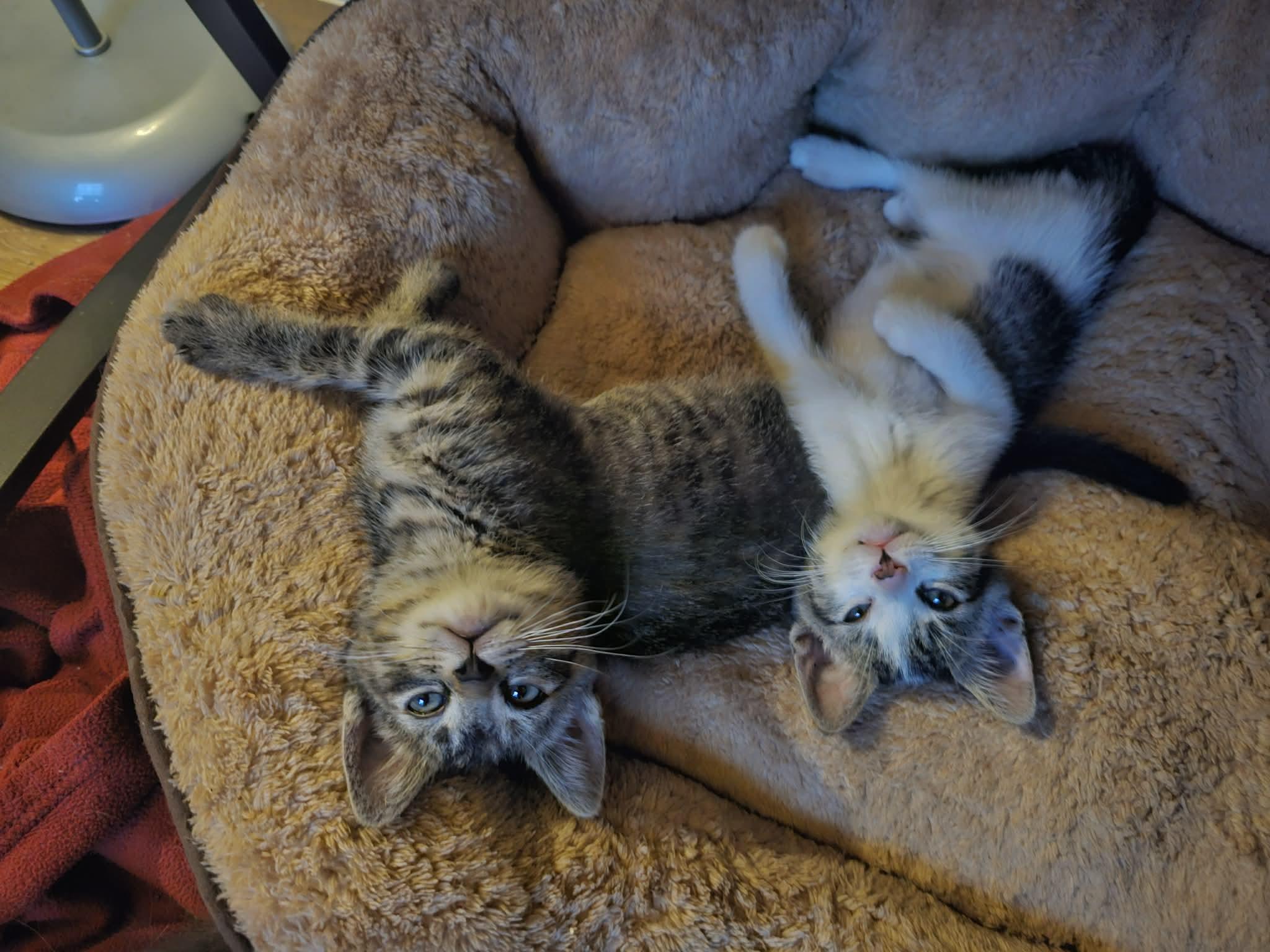 Enlarge Jack and Jill, a ADOPTABLE Domestic Short Hair in Oceanside, CA image 2/5