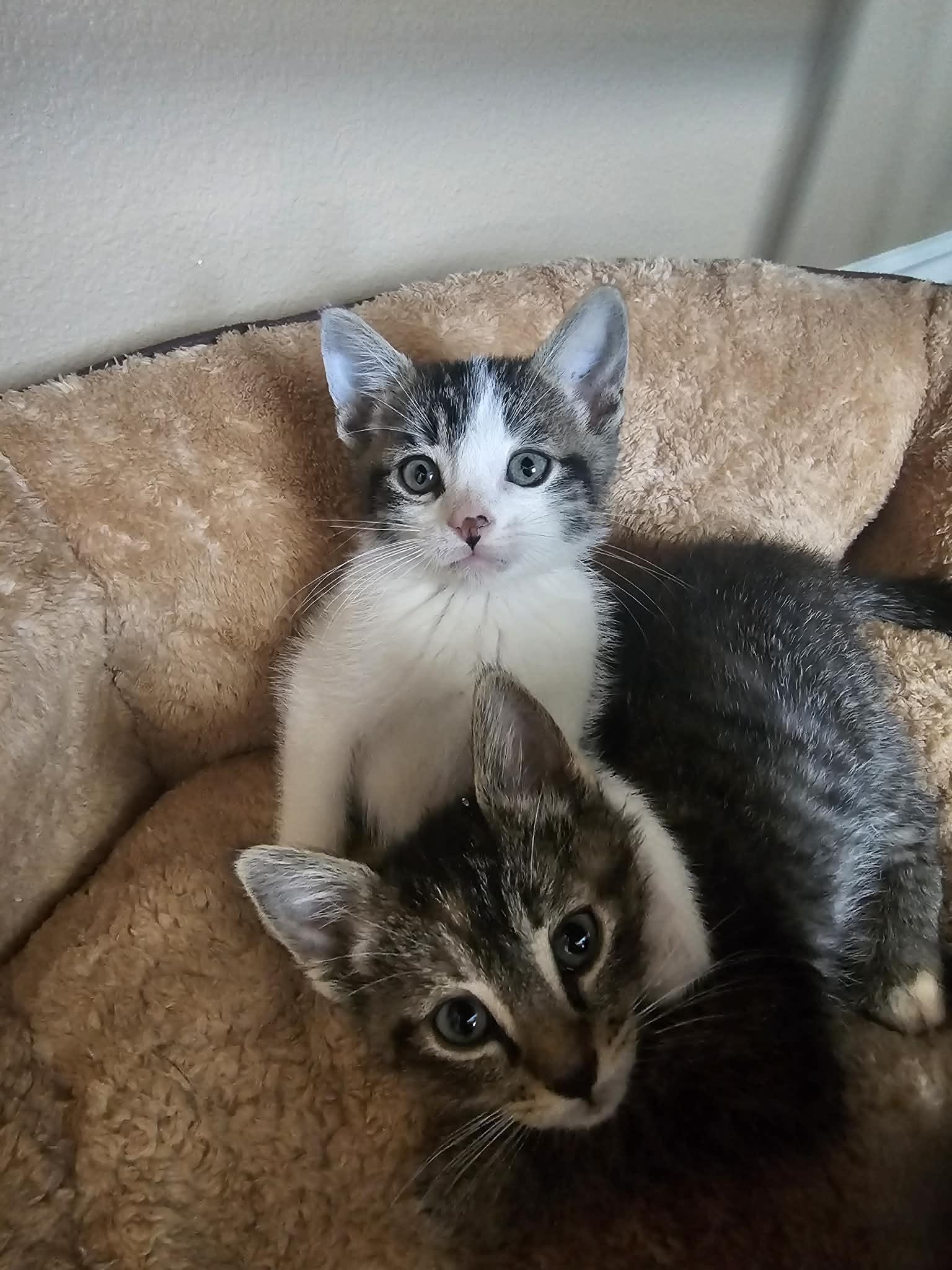 Jack and Jill, ADOPTABLE, Kitten Male Domestic Short Hair.