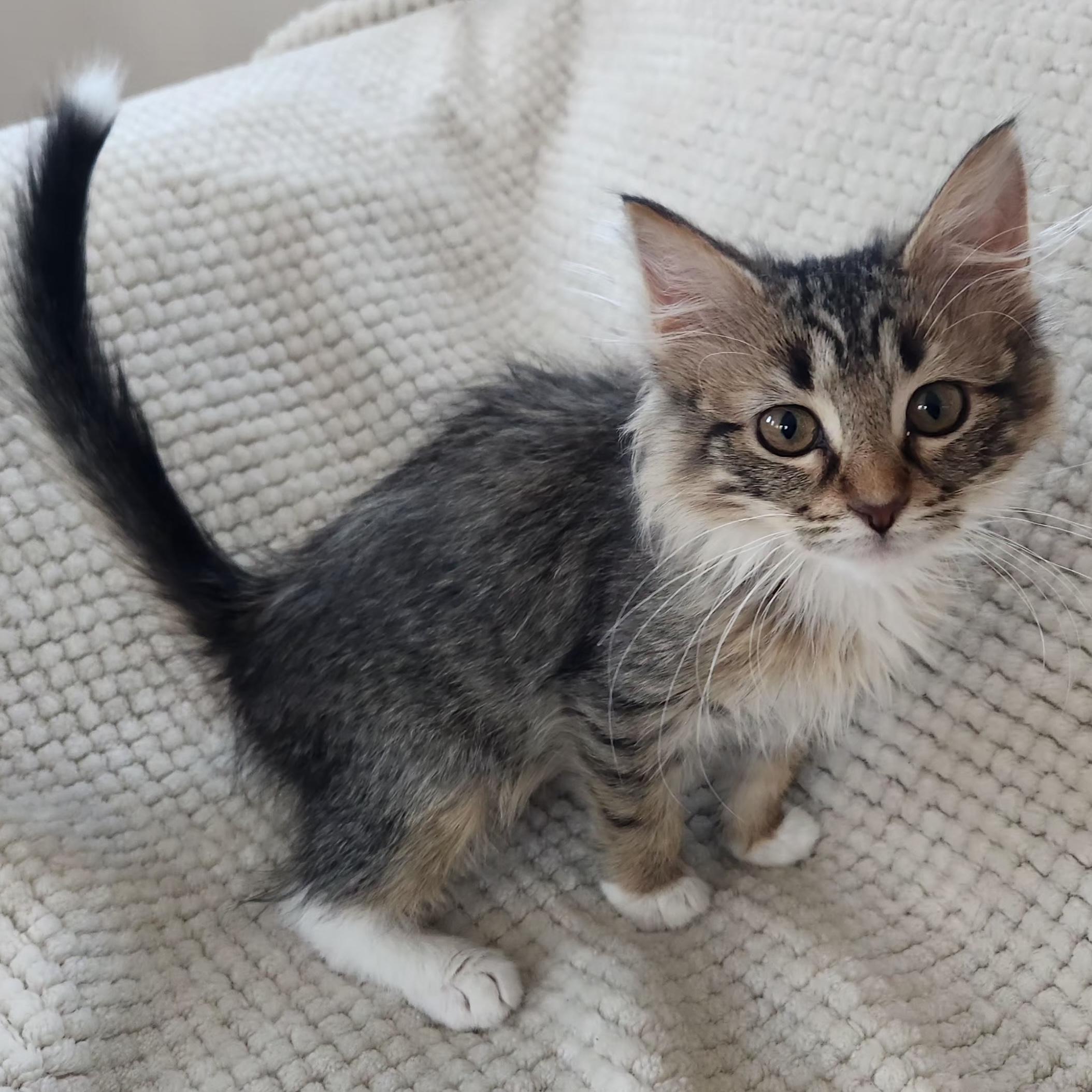 Victor, an adopted Domestic Long Hair in Rochester, MN image 2/3
