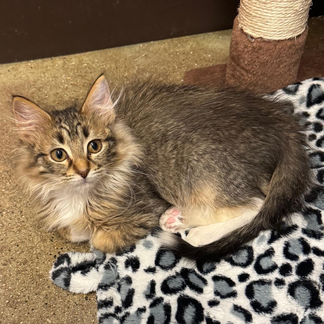 Victor, adopted, Kitten Male Domestic Long Hair.