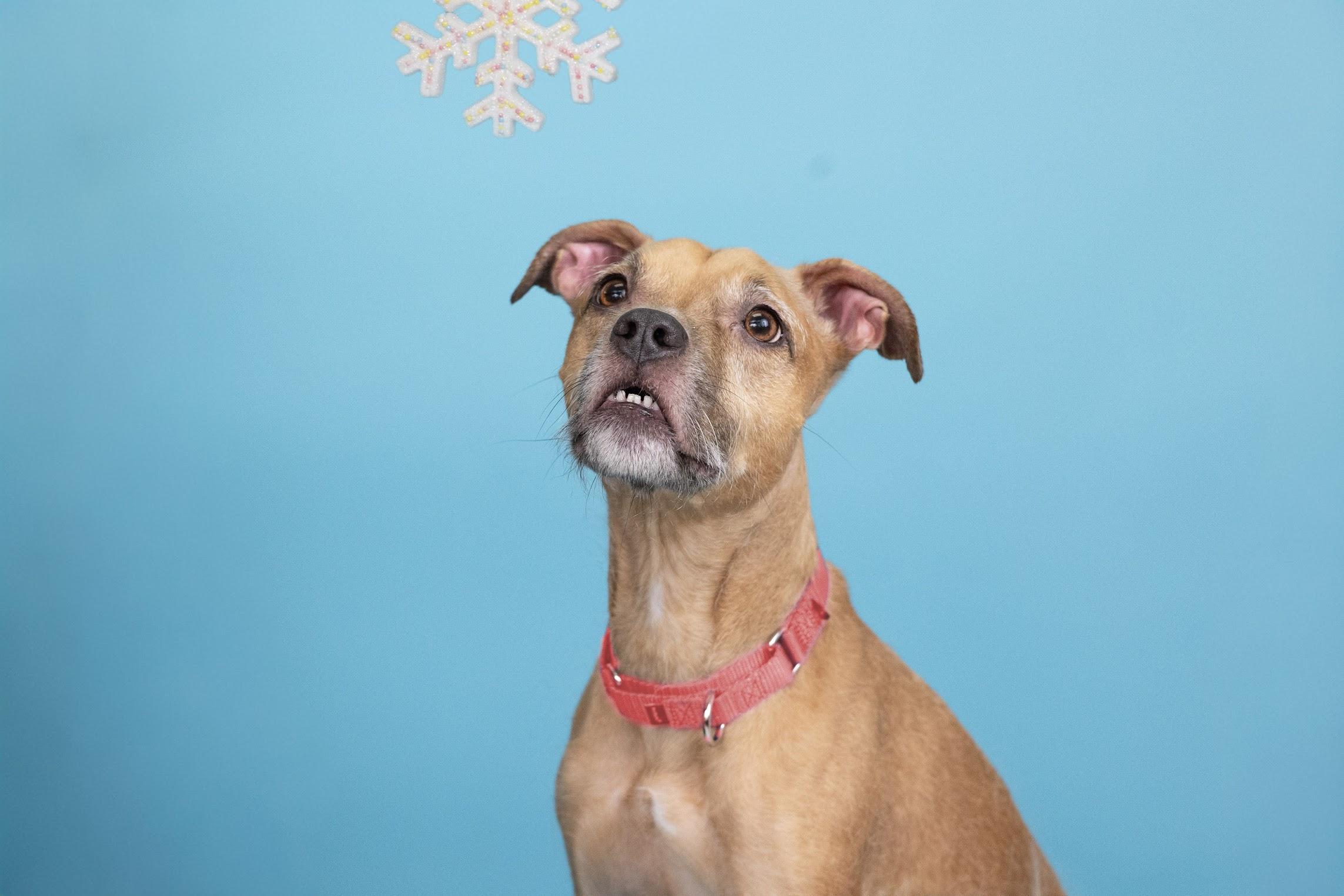 Bella, a ADOPTABLE mixed breed in Whitestown, IN image 1/2