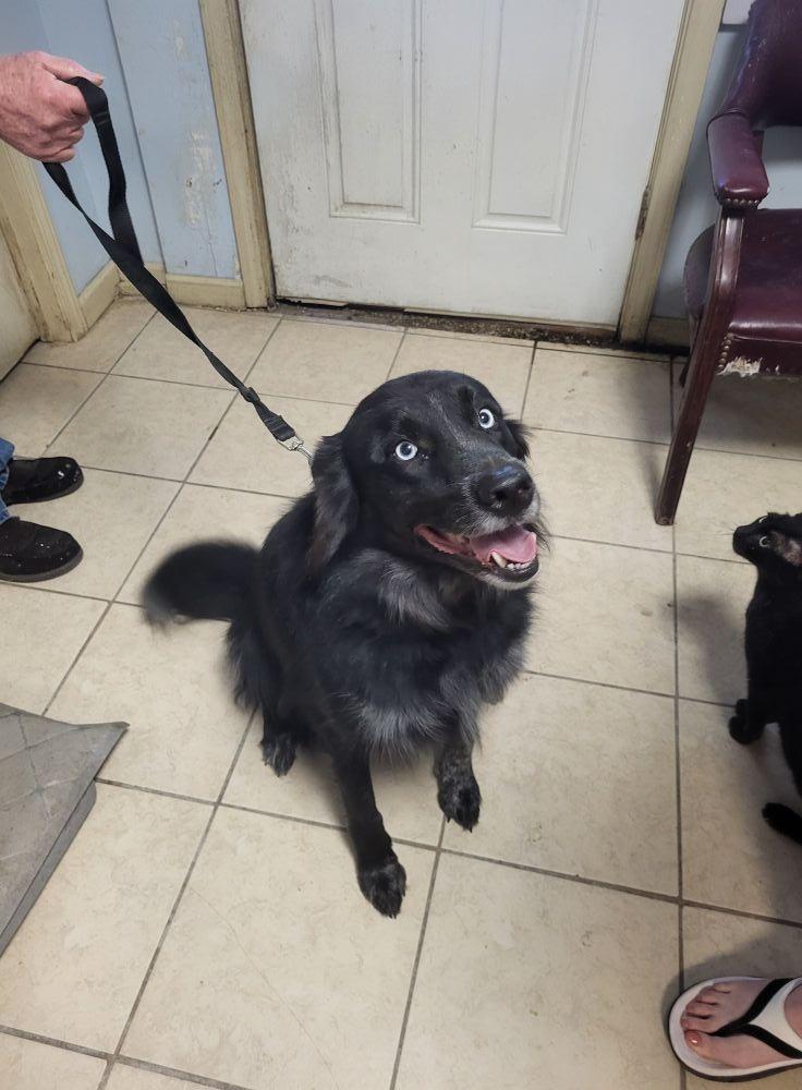 Enlarge Boomer, a Adoptable mixed breed in Hammond, LA image 1/1