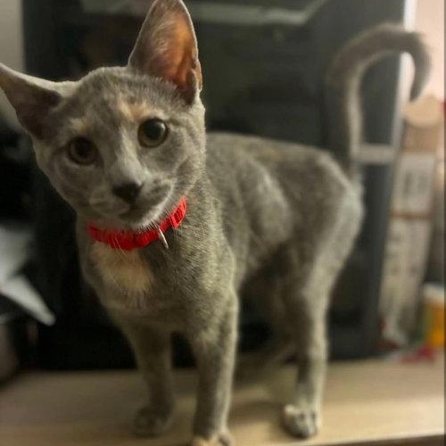 Enlarge Sporty, a Adoptable Tortoiseshell in Mount Royal, NJ image 1/1