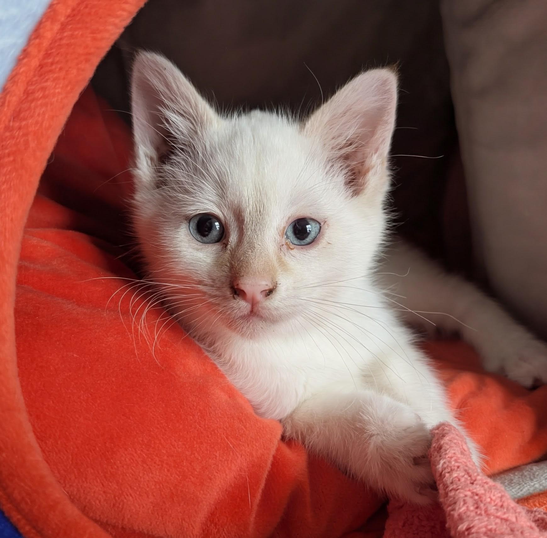 Asiago, Adoptable, Kitten Male Siamese.