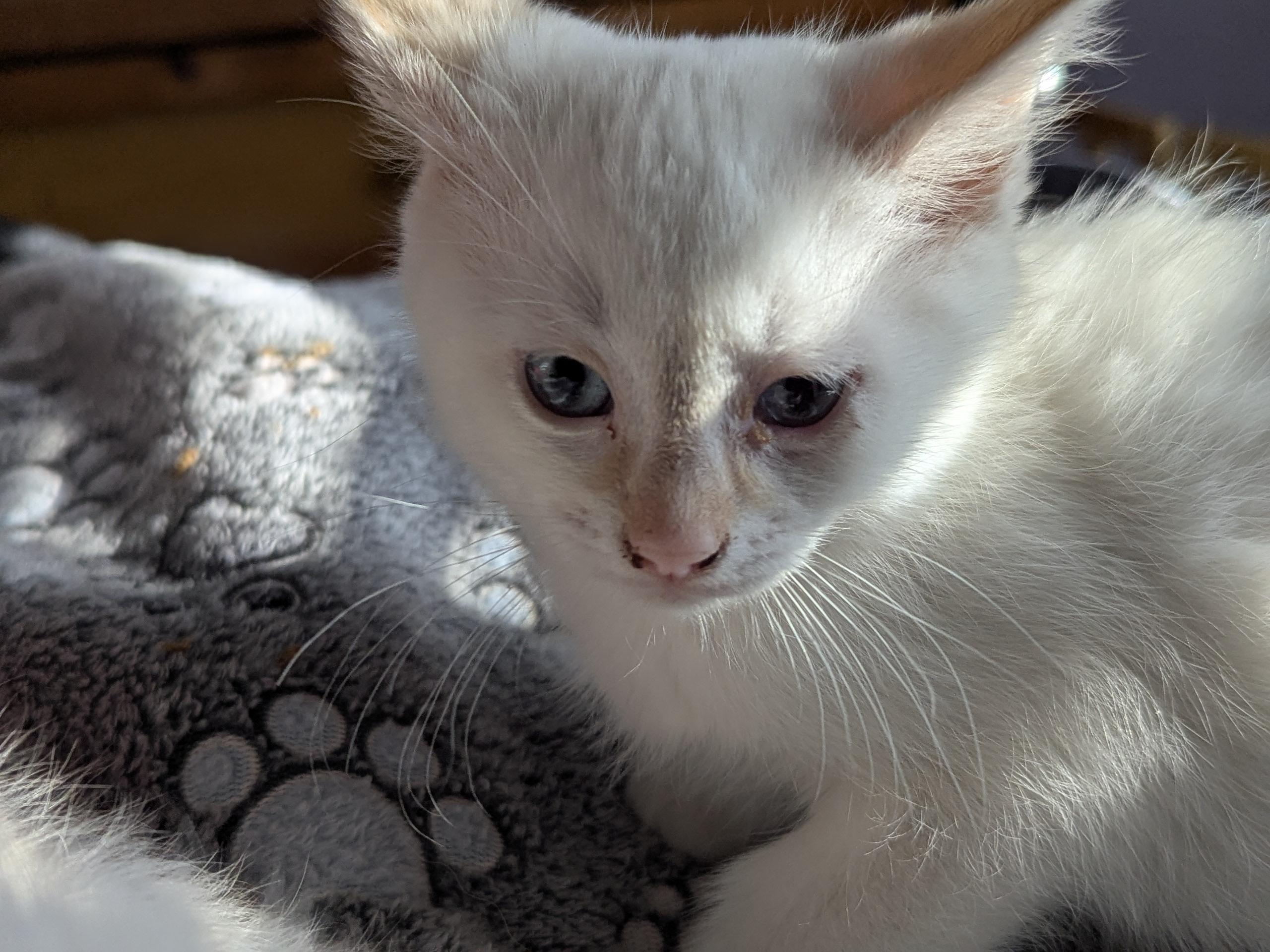 Asiago, a Adoptable Siamese in Olathe, KS image 3/3