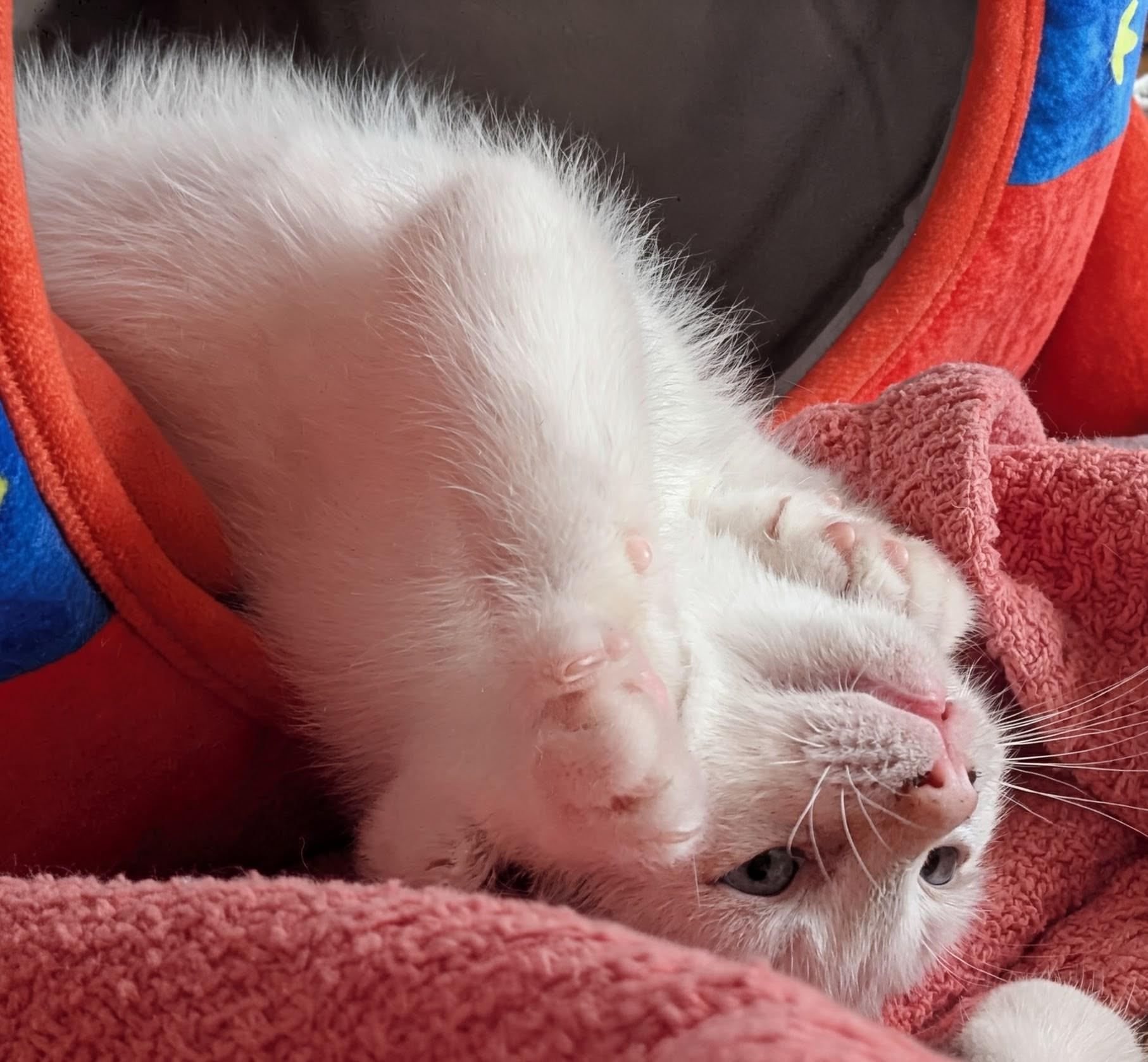 Asiago, a Adoptable Siamese in Olathe, KS image 2/3