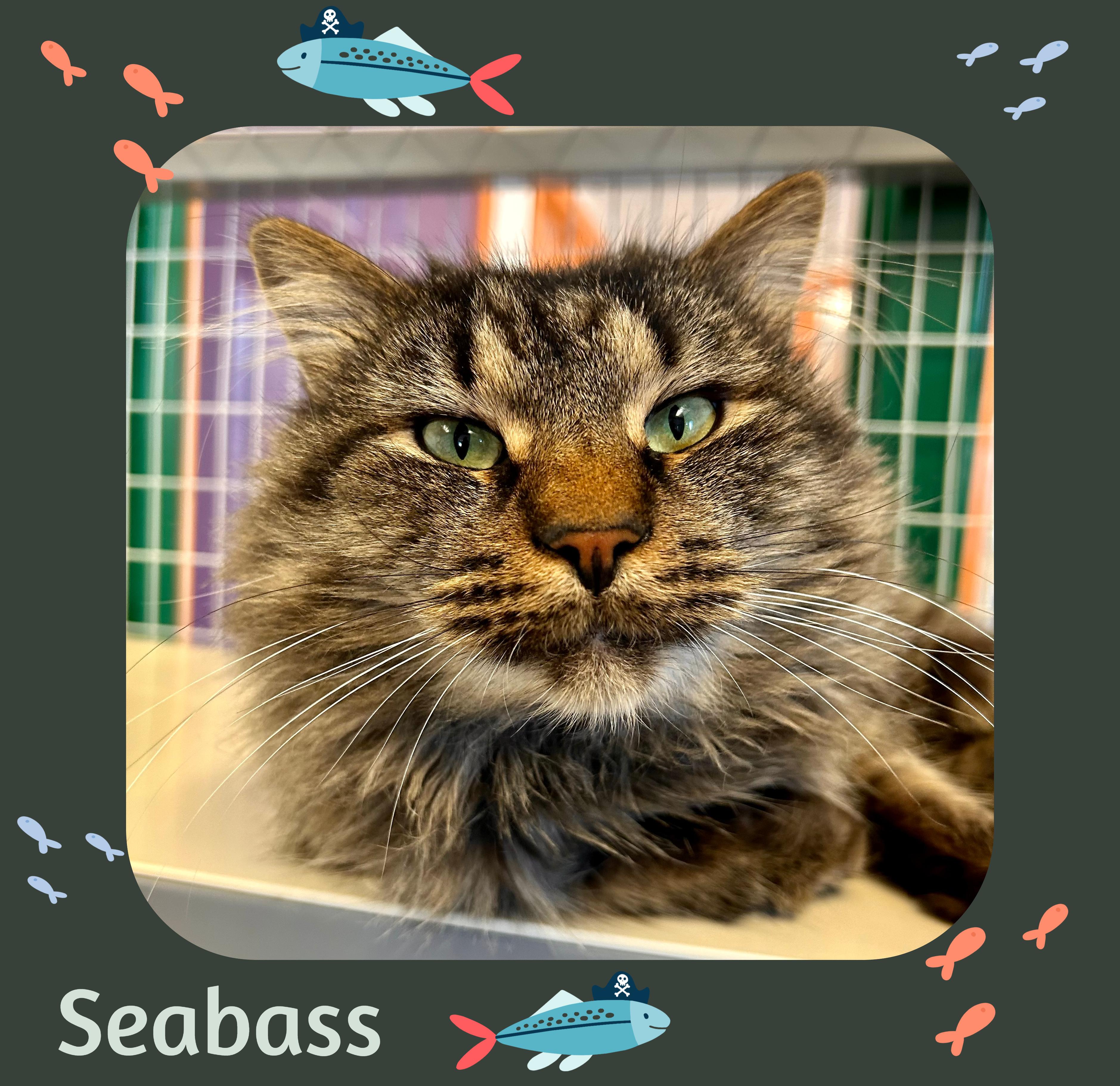 Seabass