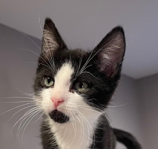 Goose (LE), adopted, Kitten Male Domestic Short Hair.